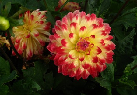 Dahlia - flowers, colors, yellow, red