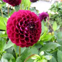 Red Pom-Pom Dahlia