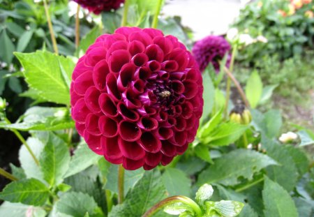 Red Pom-Pom Dahlia - flower, dahlia, red, green