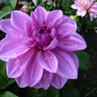 Purple Dahlia