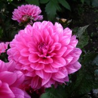 Pink Dahlia