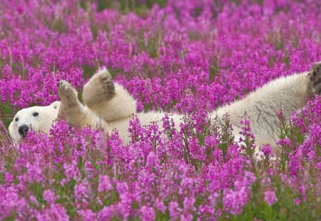 FAR FROM HOME - fields, lilac, spring, bed of flowers, playing, flowers, purple, polar bears, games, arctic, animals