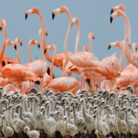 FAMILIA DE FLAMINGOS REUNIDA