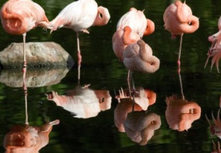 FLAMINGOS NO LAGO - fauna, animal, ave, natureza, lago