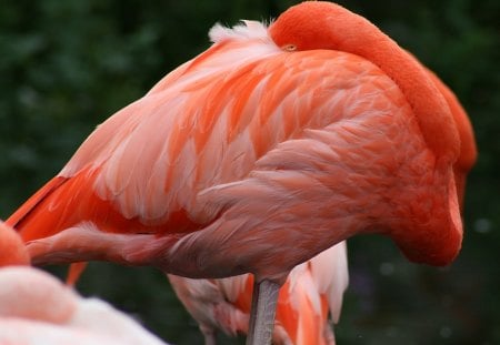 LINDO FLAMINGO - fauna, animal, ave, natureza