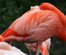 LINDO FLAMINGO