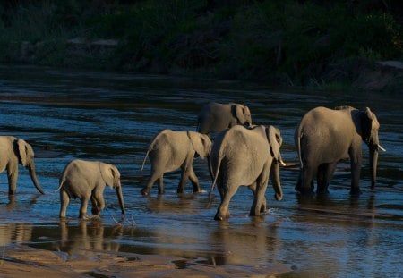 MANADA DE ELEFANTES - agua, animal, elefantes, natureza, rio