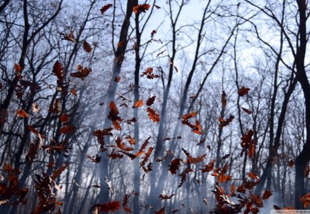 falling fall leaves - fall, falling, mist, grove, leaves