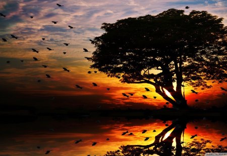 a flock of birds flying ahead of the sunset - birds, sunset, flock, lake, reflection, tree