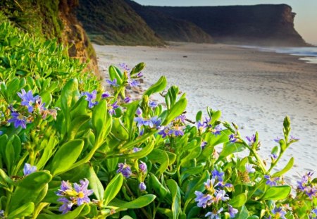 purple flowers on a beach - beach, flowers, sea, cliff