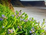 purple flowers on a beach