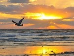 flying seagull at sunrise