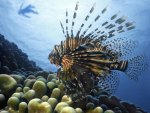 lionfish in the pacific