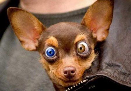 Dog with contacts