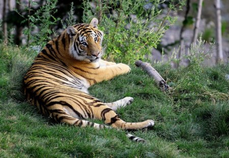 amur tiger - trees, woods, lage, resting, tiger, grass