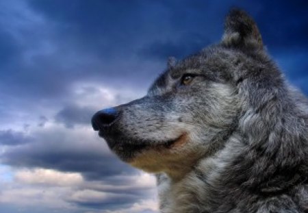 PROFILE - for Glyn - wolf, sky, grey, profile, clouds, wild, blue, hunter