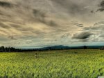 rice field hdr