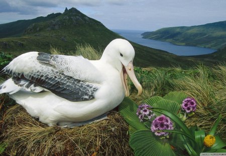 royal albatross campbell isle new zealand - flowers, nest, coast, island, birs