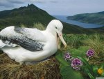 royal albatross campbell isle new zealand