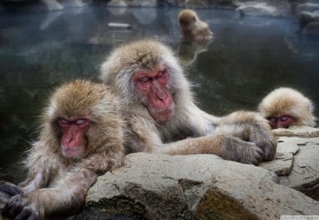 sleeping snow monkeys in japan - sleeping, monkeys, springs, winter, hot springs, rocks