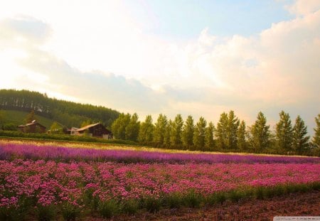 fields of summer flowers - farm, hill, clouds, flowers, fields, trees