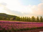 fields of summer flowers