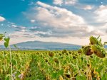 sunflowers field in the summer