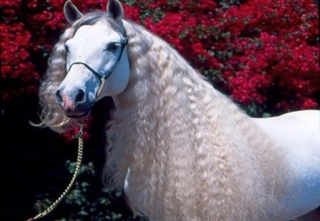 Magnificant for Betty - handsome, white, red, bushes, beauty, stallion