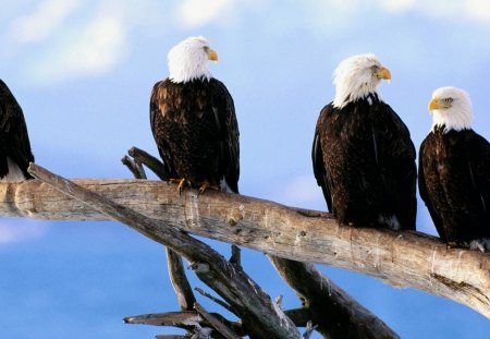 wild and free bald eagles - sky, clouds, birds, branch