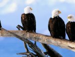 wild and free bald eagles