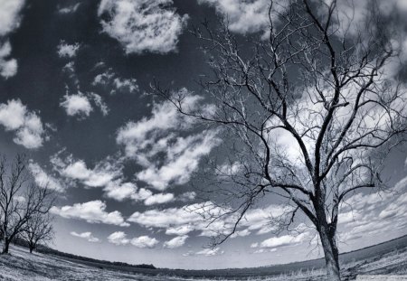 winter in a pecan grove in louisiana - fish eye, grove, winter, clouds, photo