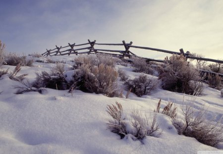 winter in cattle country - winter, brush, fence, snow