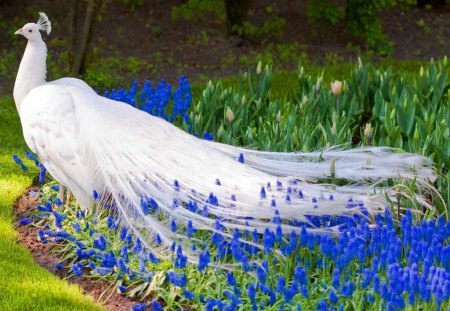 White train - white peacock, tail feathers, bird, flowers, blue