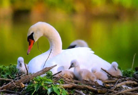 The nest - beauty, love, swan, young, nest, mother, grass, twigs