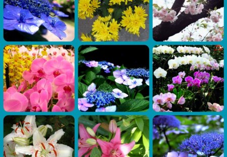 PRETTY FLOWERS - collage, pretty, flowers, colourful