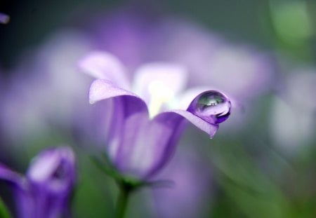 Bluebell close up - close up, bluebell, macro, blue, summer, spring