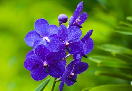 Blue orchids - nature, orchid, blue, green, flower