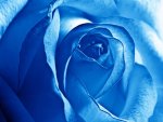 blue rose