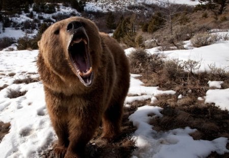 Brown bear roaring - stunning, bear, roaring, brown, snow, wild life