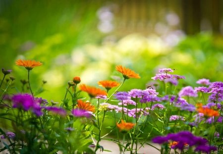 Busy bees - summertime, bee, flower, summer