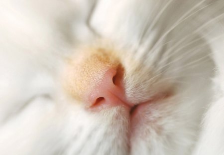 Cat nose - nose, cute, adorable, close up, cat