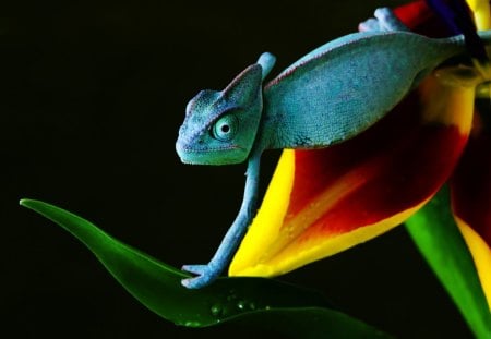 Blue Chameleon - leaf, chameleon, blue, flower