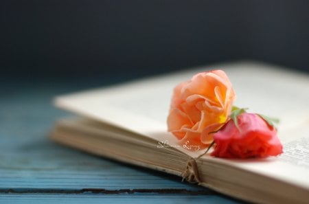  Orange Rose - book, roses, orange, culture, love, nature