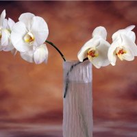 white orchids