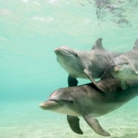 swimm with dolphins....