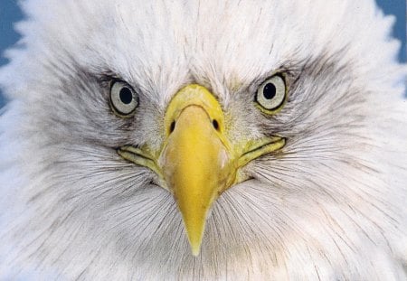 Bald eagle - bird, eagle, nature, bald