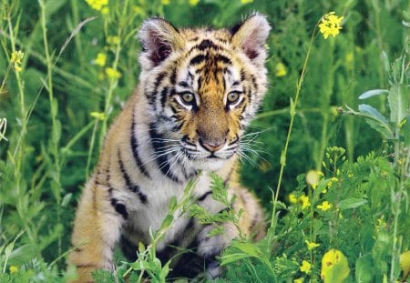 Bengel tiger - animal, stripe, tiger, grass