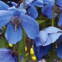 Blue poppies