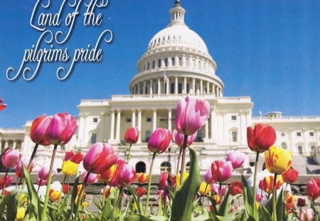 Capitol building, Washington D.C. - flowers, tulips, building, capitol