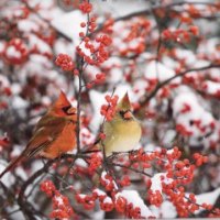 Cardinals